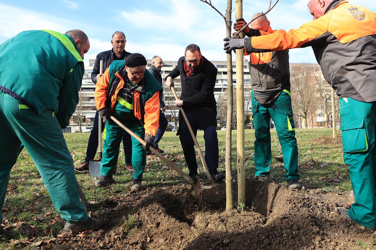Zagreb: Gradonačelnik i suradnici obilježili sadnju 5000 stabla u sklopu jesensko-zimske akcije ozelenjivanja Zagreba