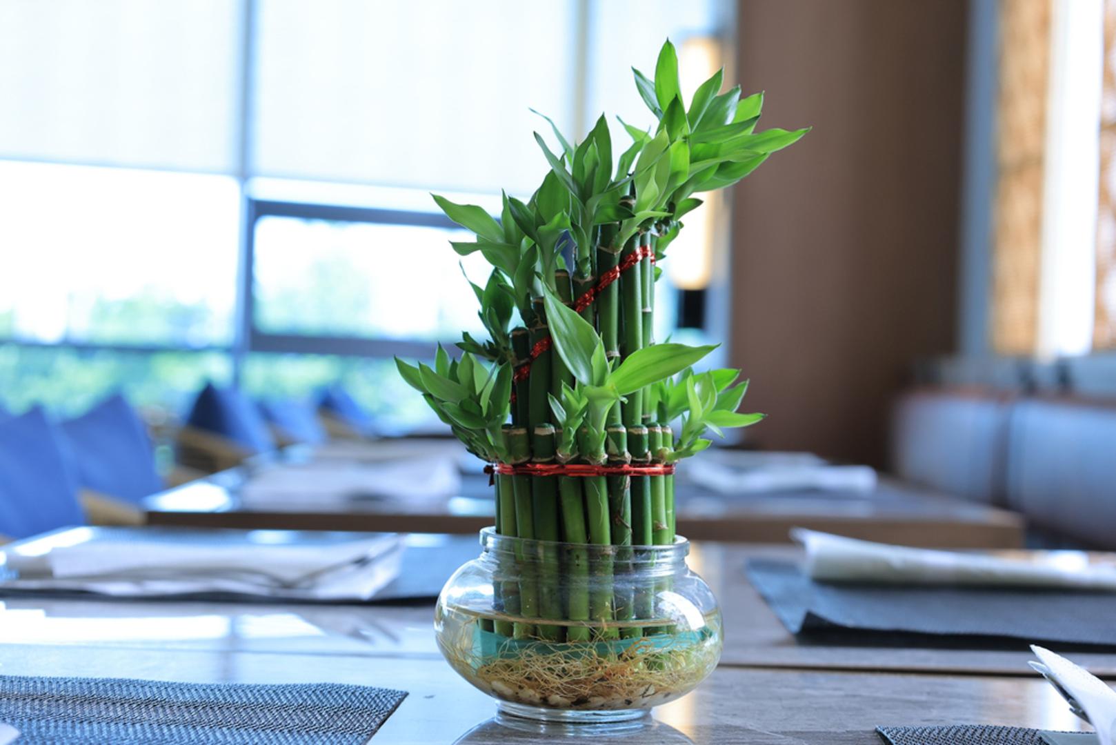 Bambus sreće: Čest poklon za nove početke. Prema feng shuiju, bambus unosi harmoniju i donosi dugovječnost. Smatra se da broj stabljika određuje vrstu sreće – dvije za ljubav, pet za zdravlje, osam za bogatstvo. Njegova elegancija i otpornost daju osjećaj smirenosti u prostoru.