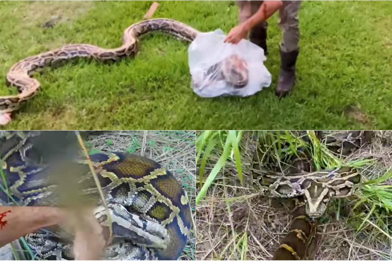 Ulovljen piton dug 5 metara