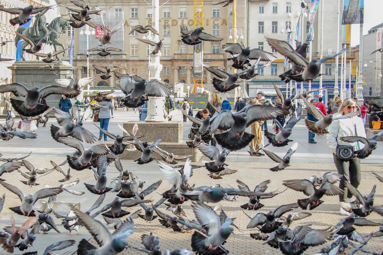 Zagreb: Jedan od simbola glavnog gradskog trga su golubovi 