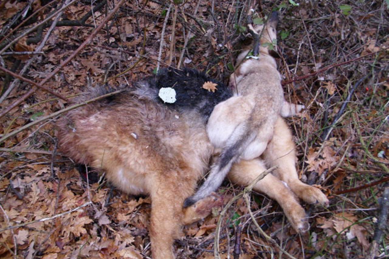 ubili pse u podnožju učke (1)