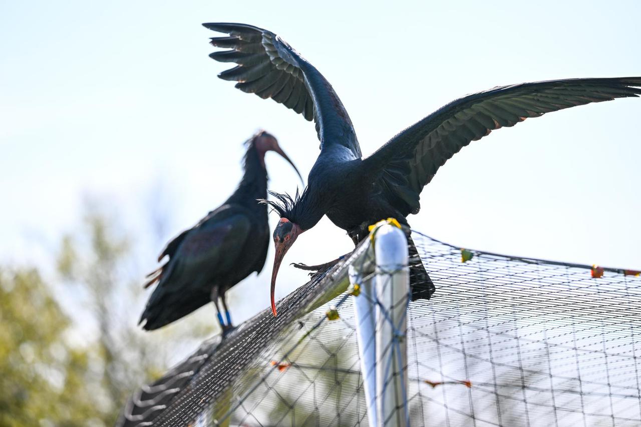 Bald Ibis return to Lake Constance
