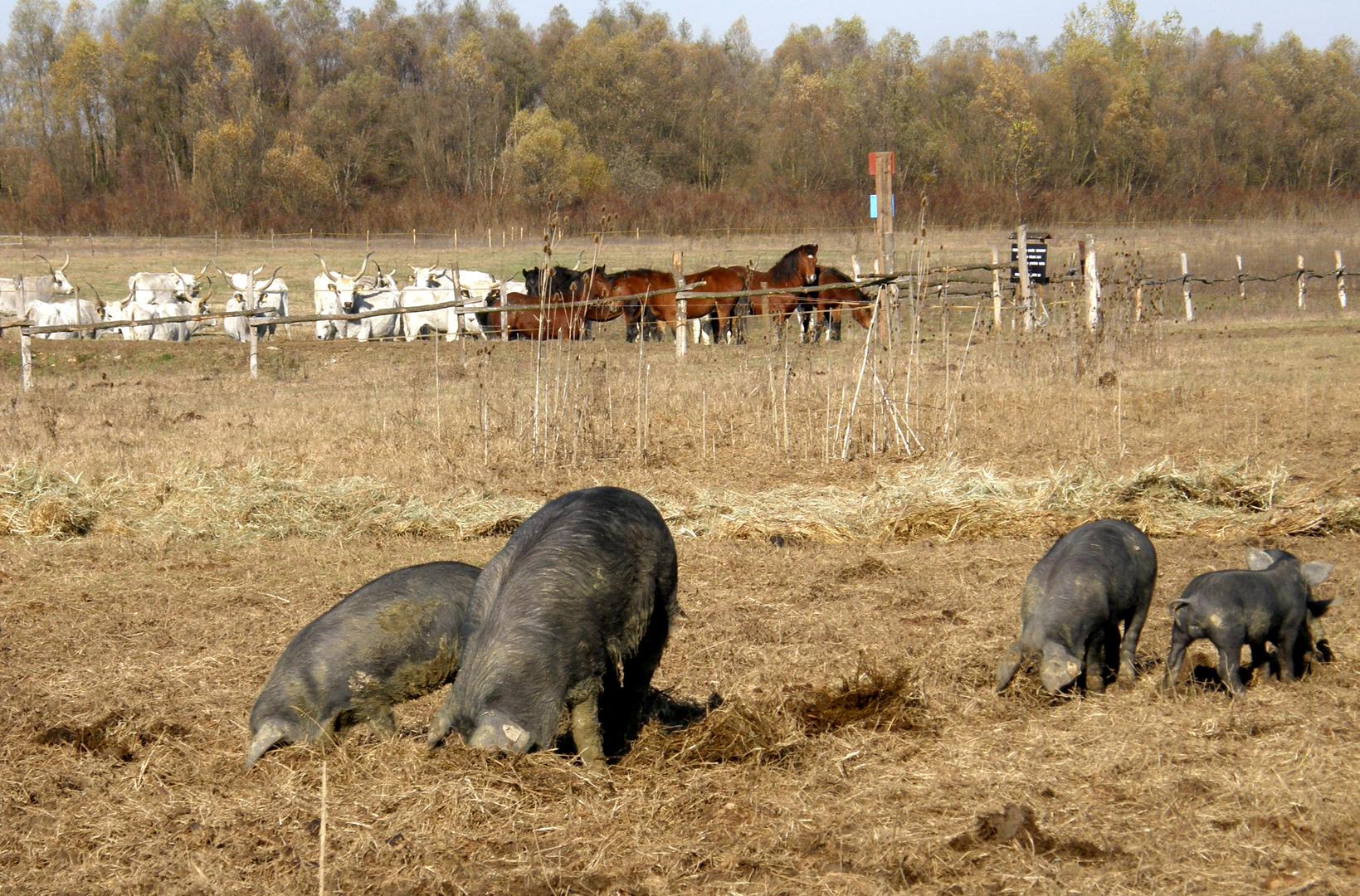 Gajna je tipičan slavonski prisavski pašnjak na kojem u prirodnom okruženju slobodno žive primjerci starih hrvatskih autohtonih pasmina