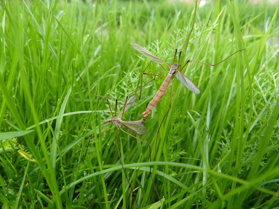 Komarci