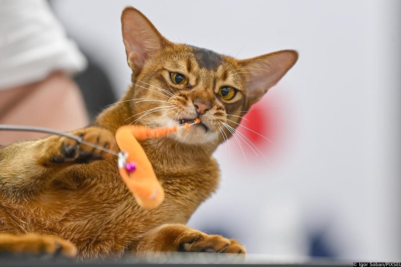 Zagreb: Međunarodna izložba mačaka WCF Cat Olimpia 2025