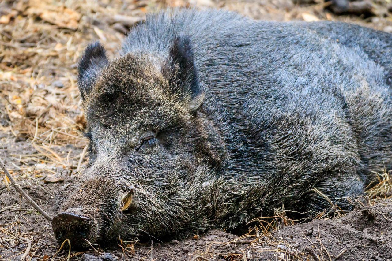 Divlja svinja