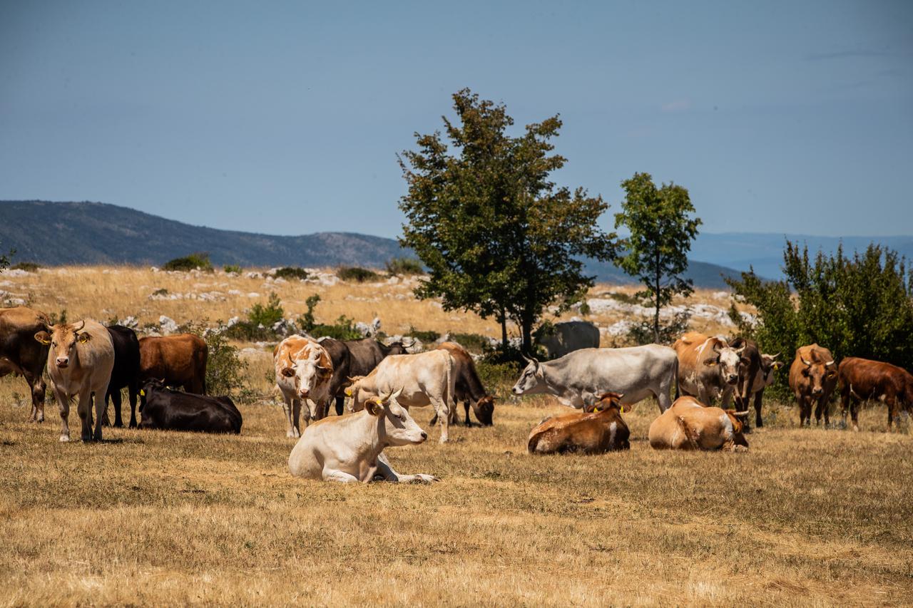 Gornje Maovice: Mjesto gdje je potvrđen slučaj bedrenice