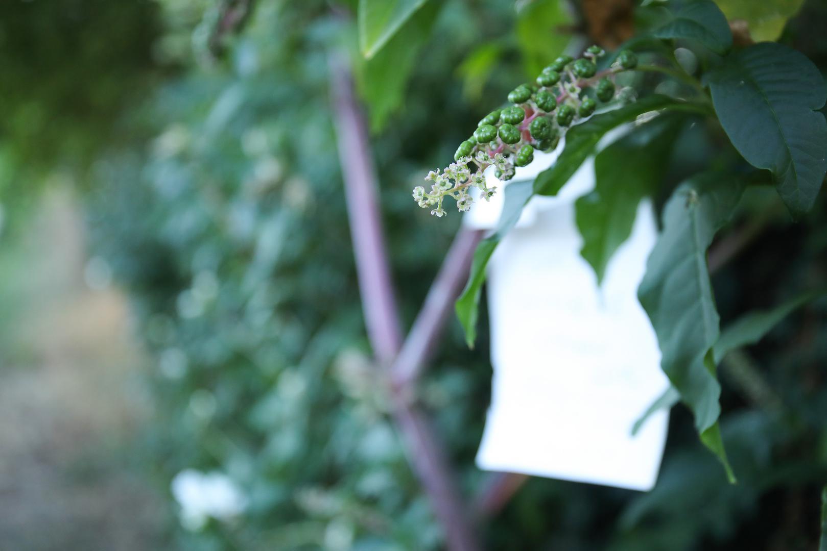 Na zagrebačkoj šetnici uz potok Kustošak pojavila se opasna biljka - američka vino-bojka. Iako izgleda atraktivno, izrazito je otrovna, a već dvije bobice mogu biti kobne za dijete. 