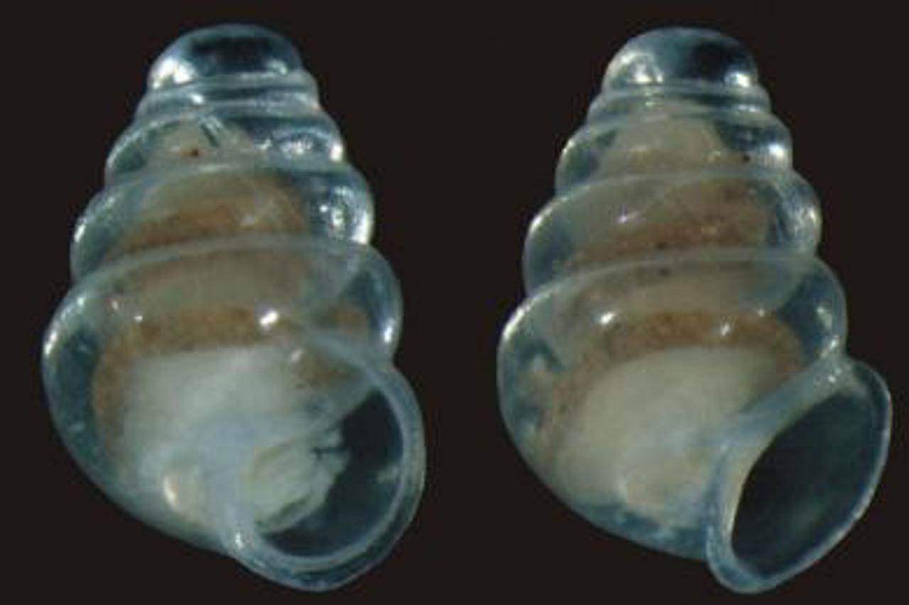 prozirni puz