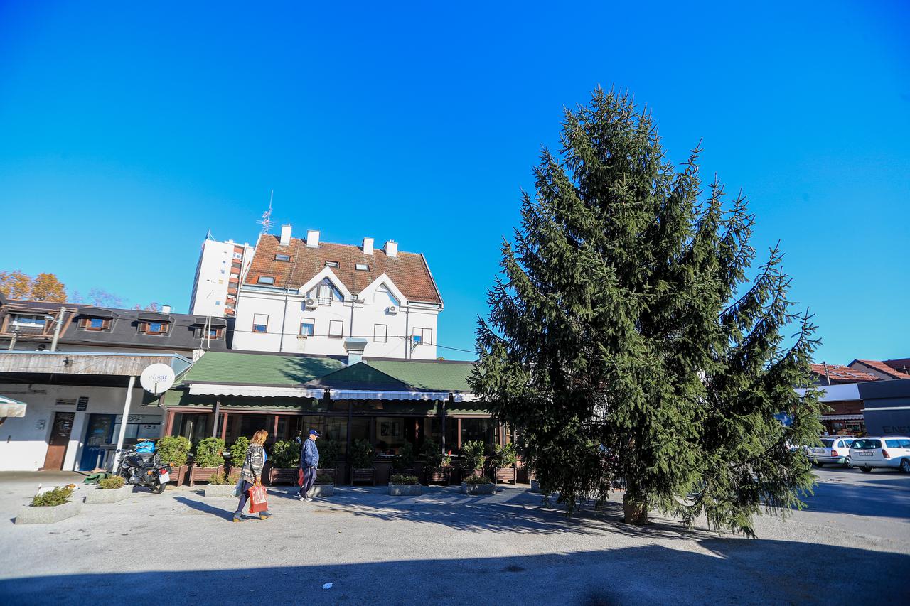 Bor u Savskom gaju