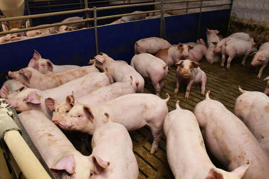 Donja Vrba: Farma svinja OPG Domagoja Becka