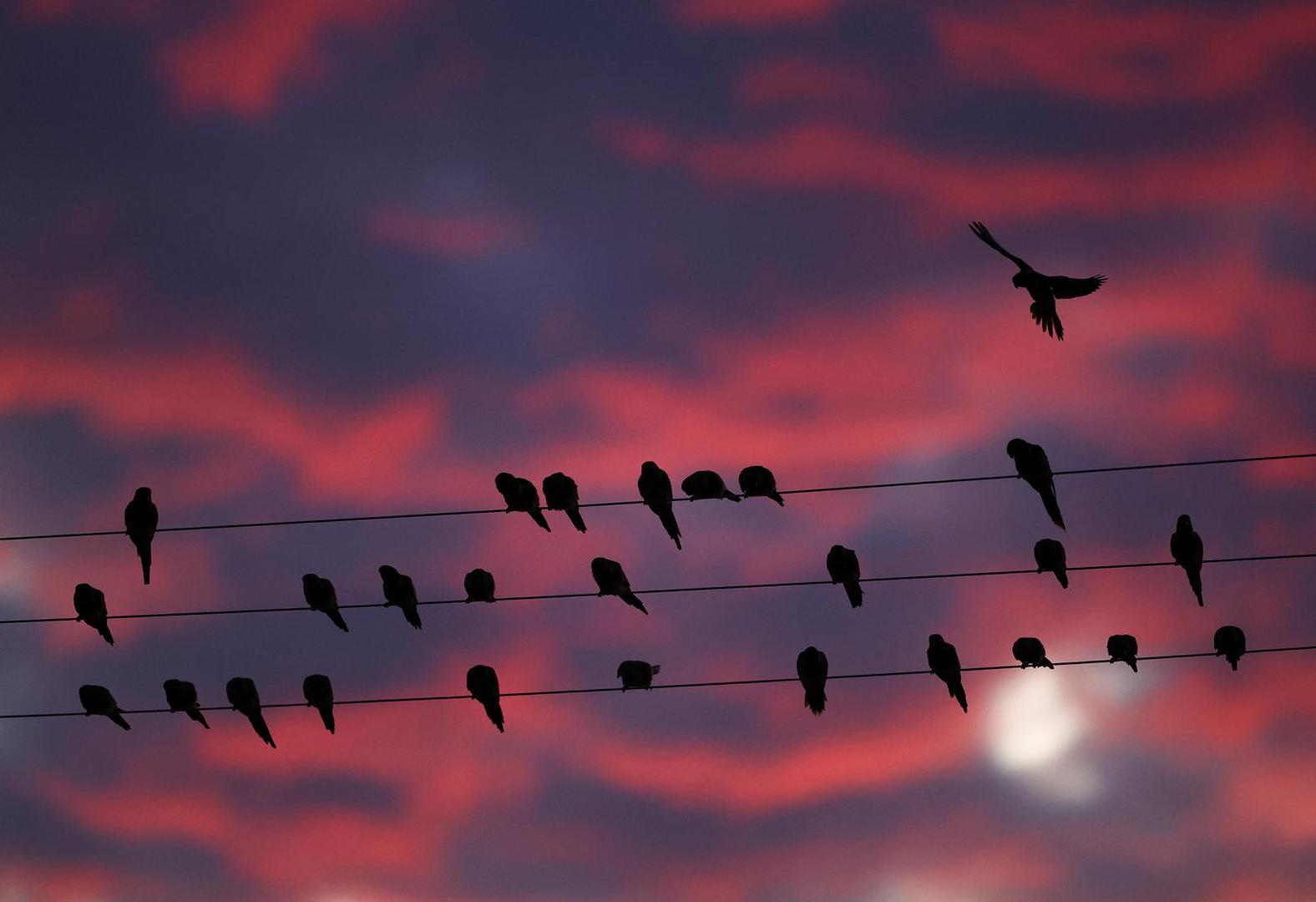 "Grizu i oštećuju kablove, voda onda može ući u žice kad pada kiša i dolazi do prekida opskrbe. Ove papige nam stvaraju svakodnevne troškove i probleme", rekao je lokalni novinar Ramon Alvarez.

