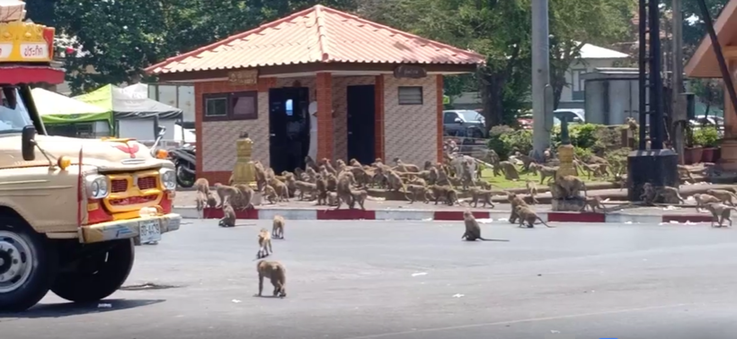 U gradiću Lopburiju u Tajlandu masa majmuna protrčala je ulicama grada i napravila pravu atrakciju.