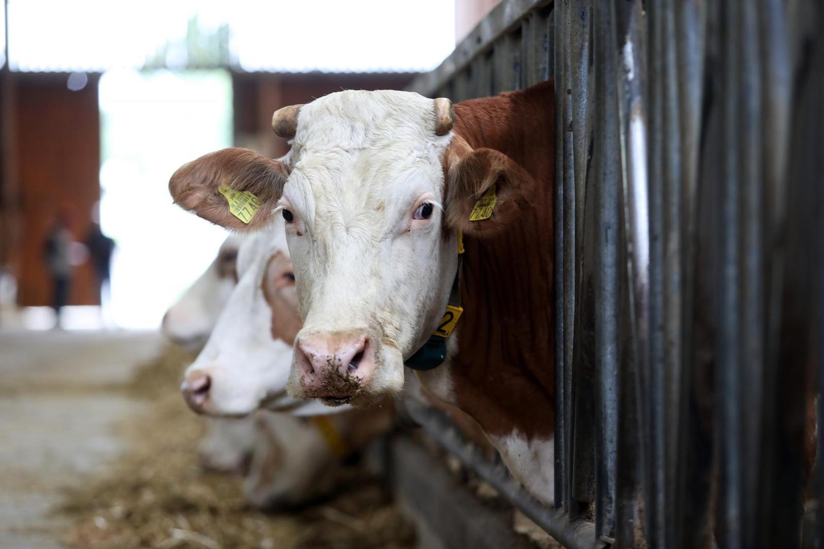 17.07.2020. Zagreb- Poljoprivredno gospodarstvo Pa-vita Kristijana Pandeka bavi se uzgojem muznih krava i mljekarstvom.
Photo: Boris Scitar/Vecernji list/PIXSELL