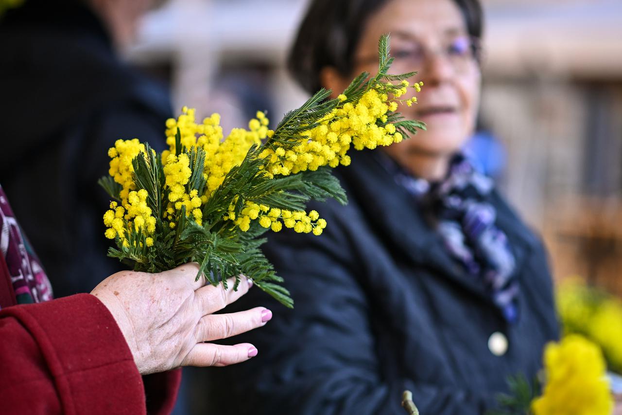 Zagreb: Javnozdravstvena akcija „Dan mimoza 2024“ održala se na  Cvjetnom trgu