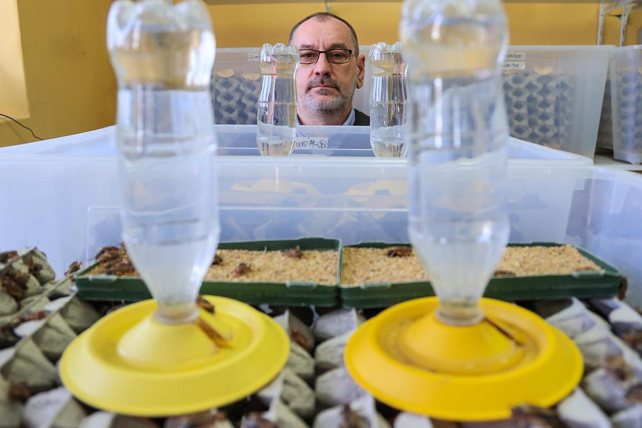 Zagreb: Farma jestivih cvrčaka na Veterinarskom fakultetu