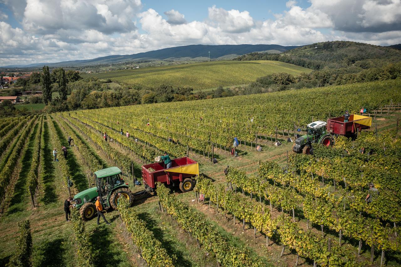 Vinarija Kutjevo