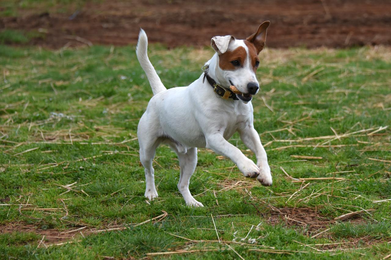 Manjadvorci: Nakon 44 dana od otmice, pas Marli vraćen kući
