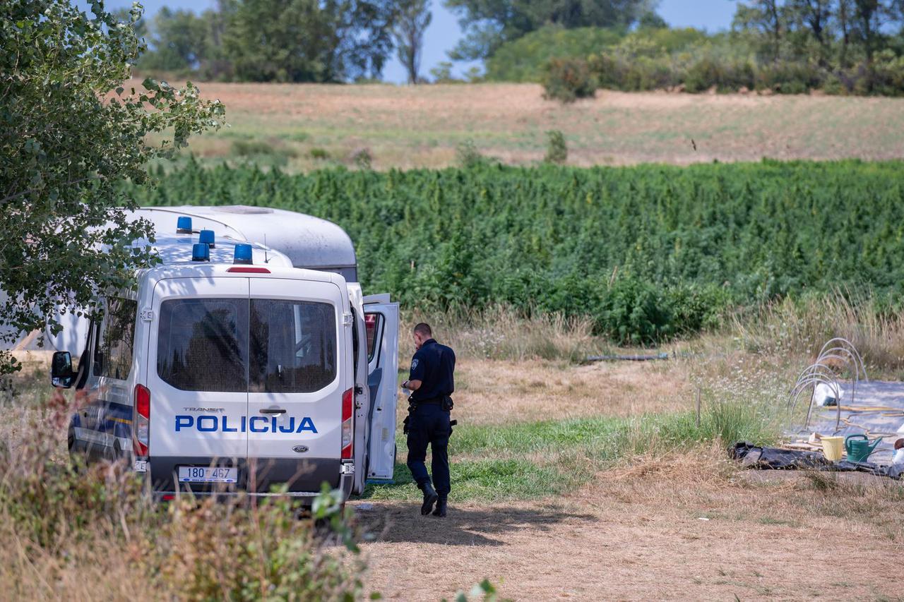 Na državnom zemljištu i uz poticaje među konopljom posadio 7.728 stabljika marihuane
