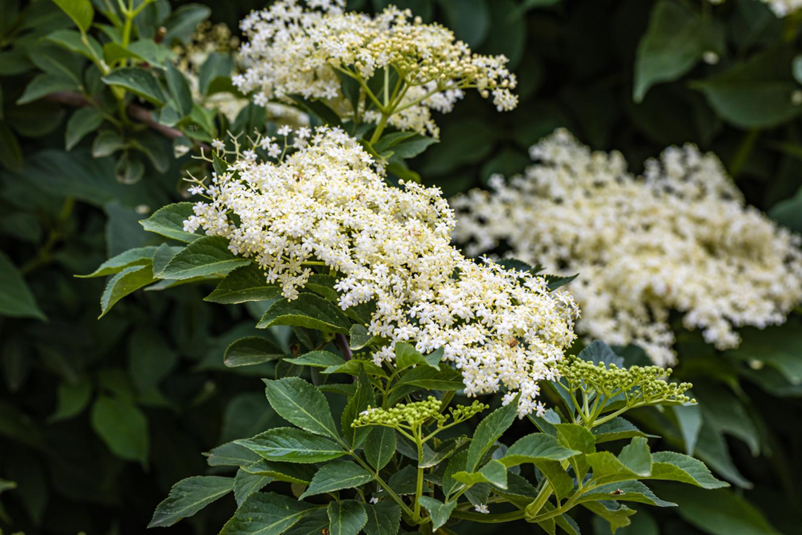 Bazga: Bazga je u hrvatskoj tradiciji često smatrana zaštitničkom biljkom, pa se vjerovalo da čuva kuću i ukućane od zlih sila i nesreće. U nekim se krajevima nije smjela sjeći bez posebnog razloga jer se smatralo da bi to moglo prizvati bolest ili peh. Njezina prisutnost u dvorištu zato nije bila samo praktična, nego i simbolična, kao tihi čuvar doma.