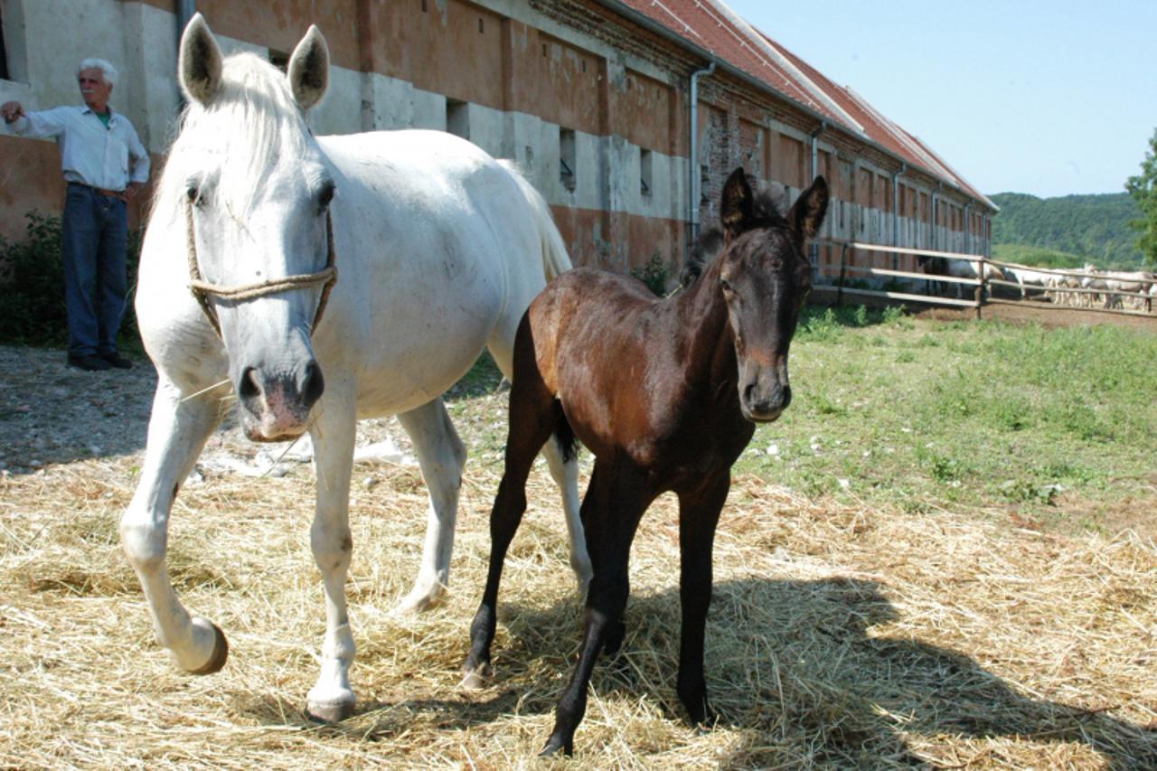 'Poslovni_Lipik-09.08..2010. Lipicanci na ergeli lipik Photo: Dusko Mirkovic/PIXSELL'