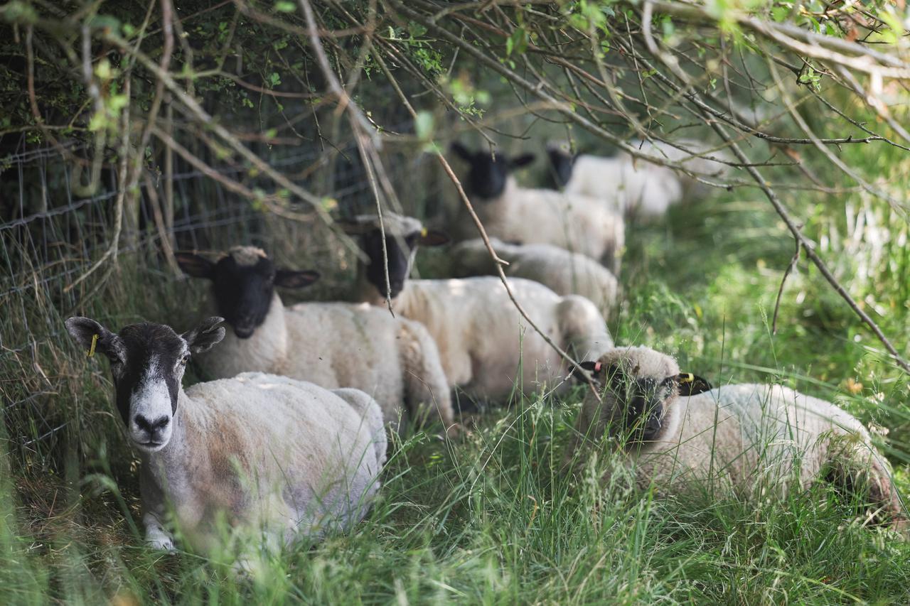Sheep shelter beneath a tree in a field, as Britain experiences record temperatures during a heatwave, at a farm in Lancashire