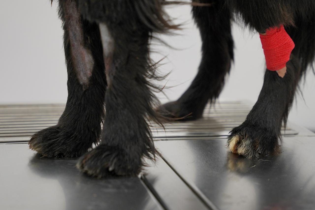 Bojan Lukač, veterinar iz Prijedora spasio je psa s ulice koji je pogođen vatrenim oružjem u glavu