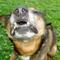 Avatar bledehund