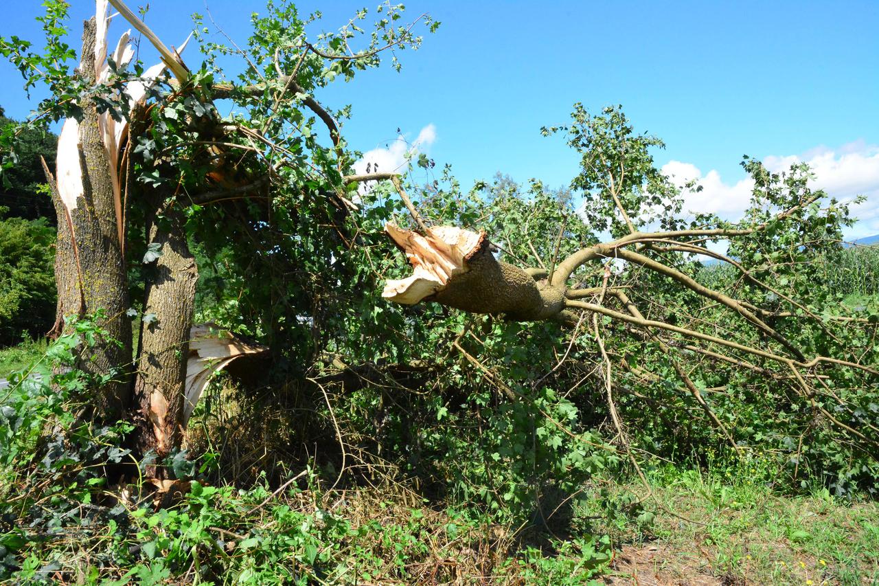 nevrijeme, slomljeno stablo