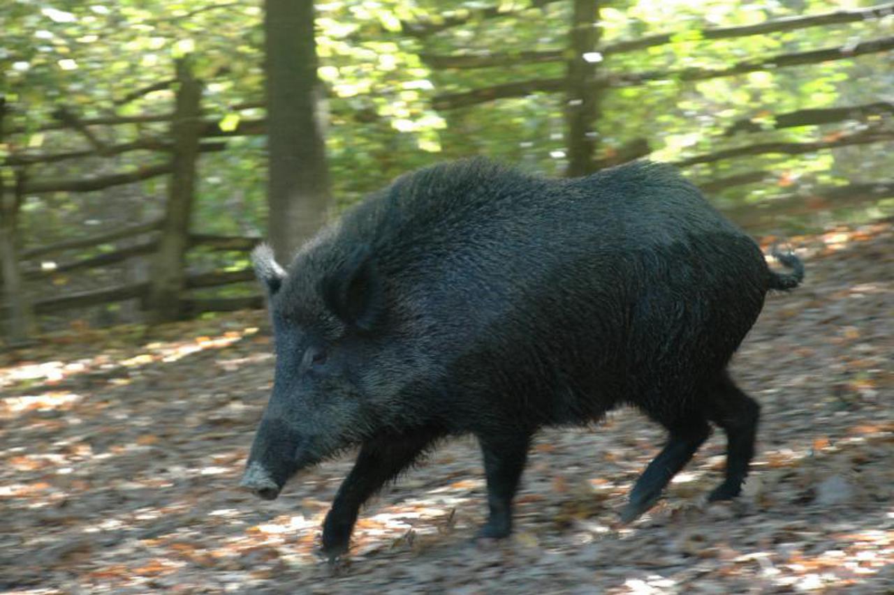 Vepar kao pas čuvar