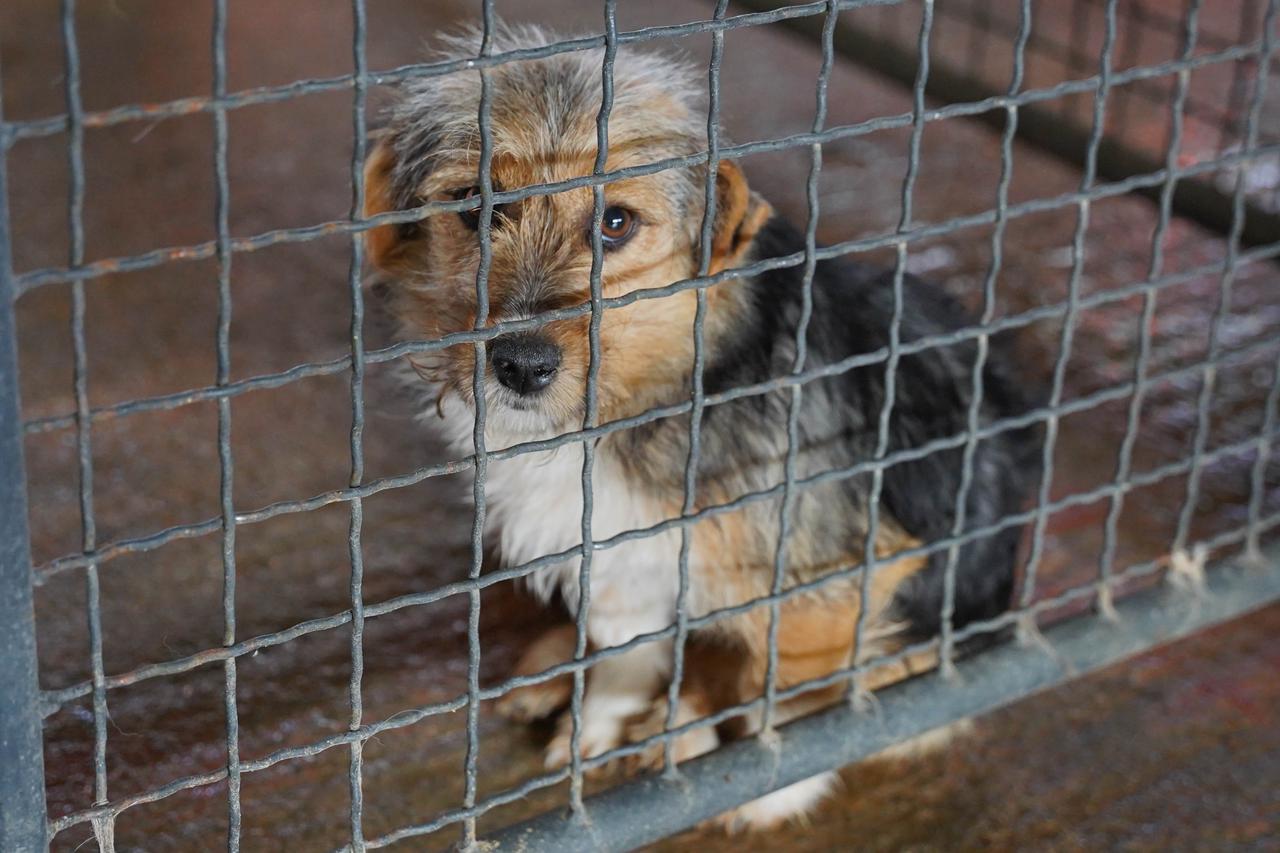 Banja Luka: Gradonačelnik Draško Stanivuković posjetio je azil za pse