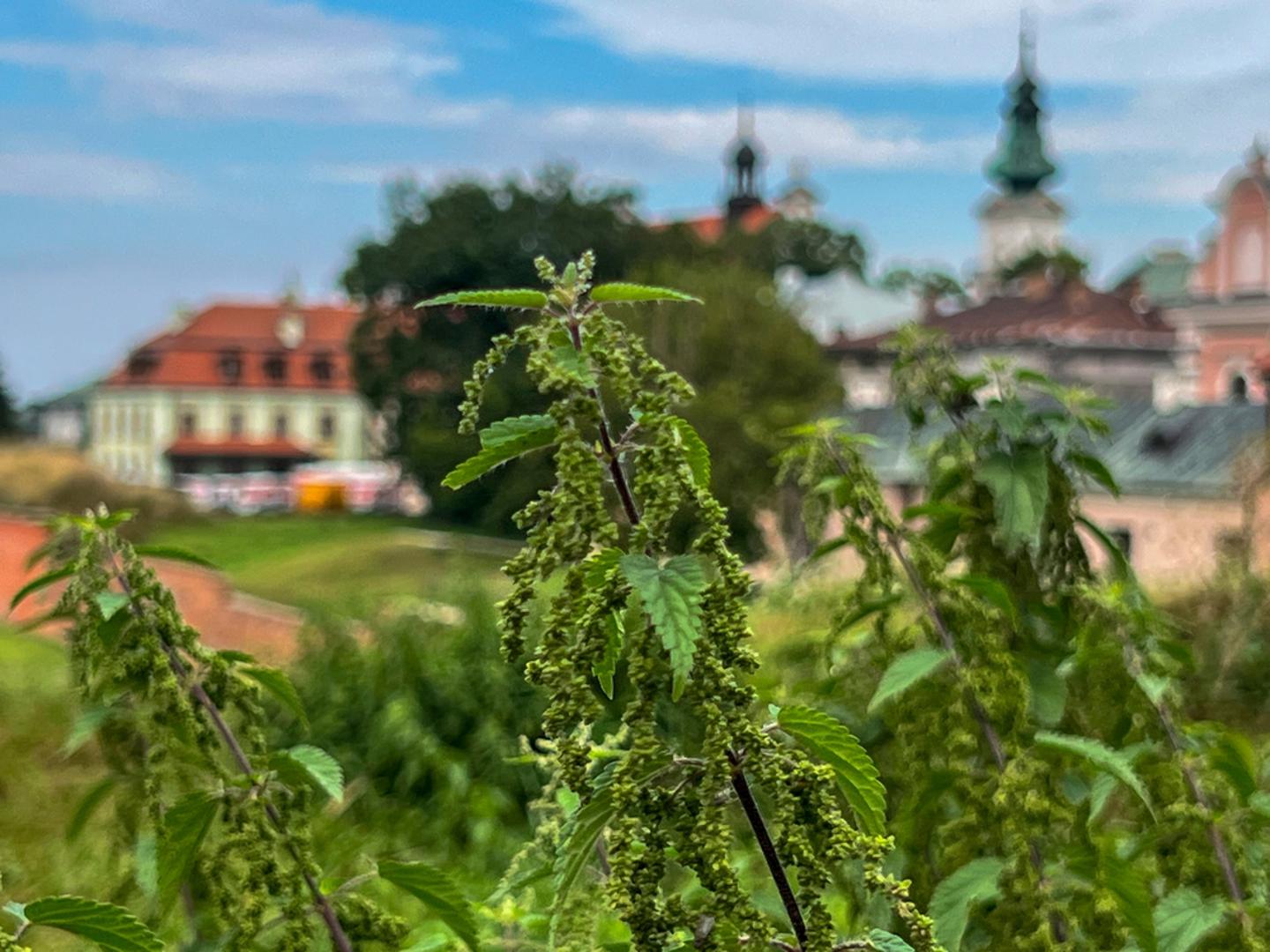 Pokazuje kakvo je tlo: Kopriva može biti i svojevrsni pokazatelj stanja tla. Najčešće dobro uspijeva na tlima bogatima hranjivim tvarima, osobito dušikom, pa njezina prisutnost može otkriti da je zemlja plodna i snažna. Na taj način vrtlar može bolje razumjeti svoj vrt i pametnije planirati sadnju.