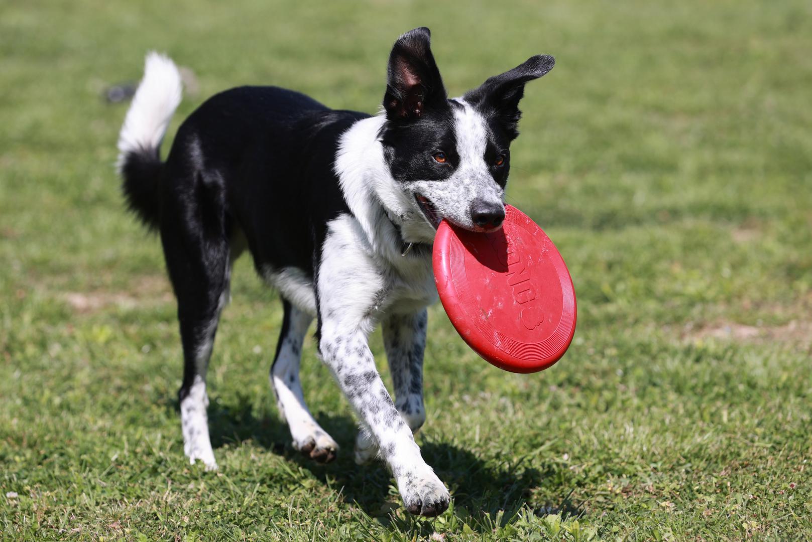 "Sve je u 90-postotnom, izvornom obliku, kako je i izgrađeno na površini od približno 3000 četvornih metara, gdje imamo kapacitet za do 20 pasa", objašnjava Janović za  Glas Slavonije. 

