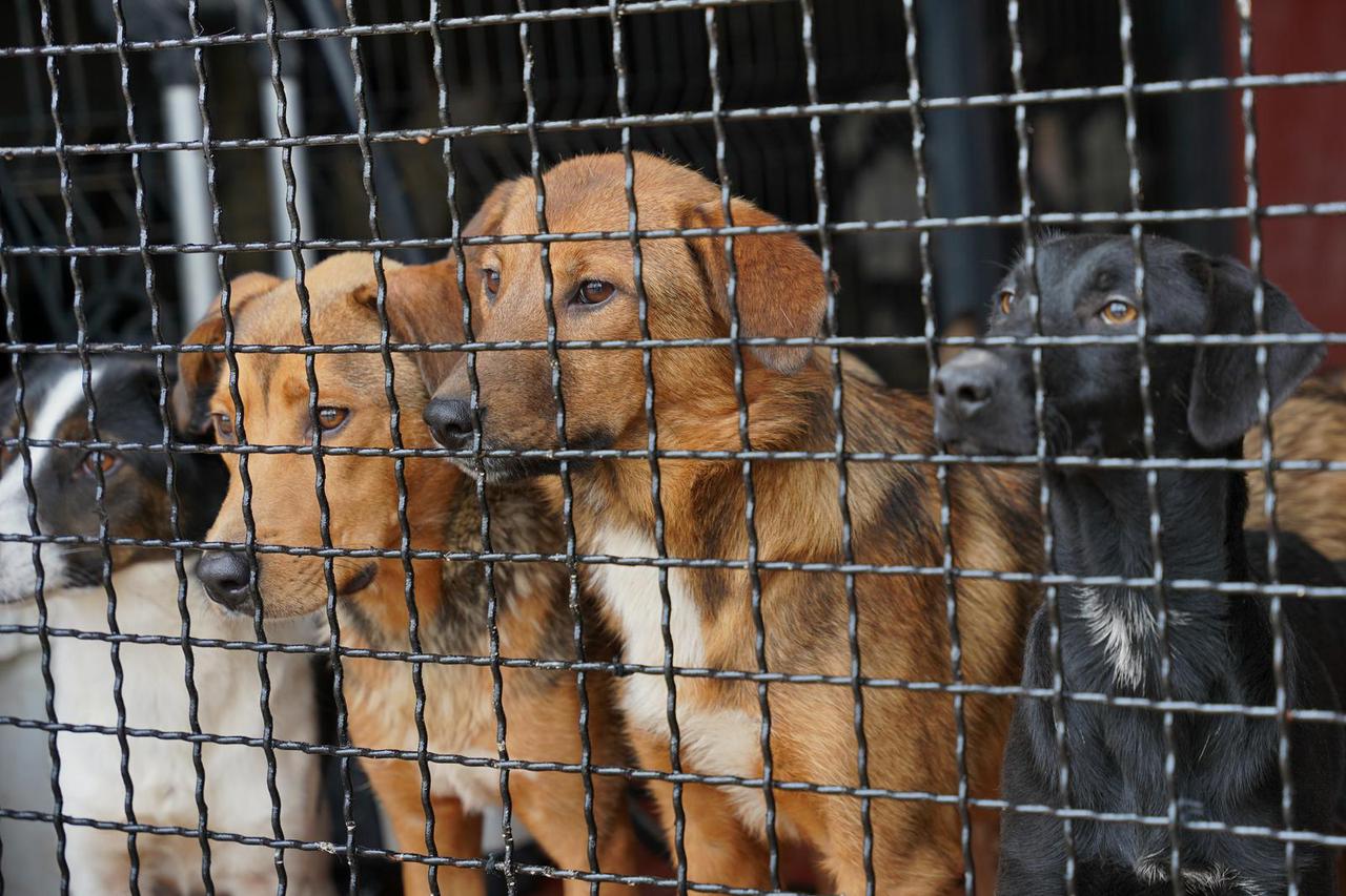 Banja Luka: Organiziran je Dan otvorenih vrata u azilu za pse