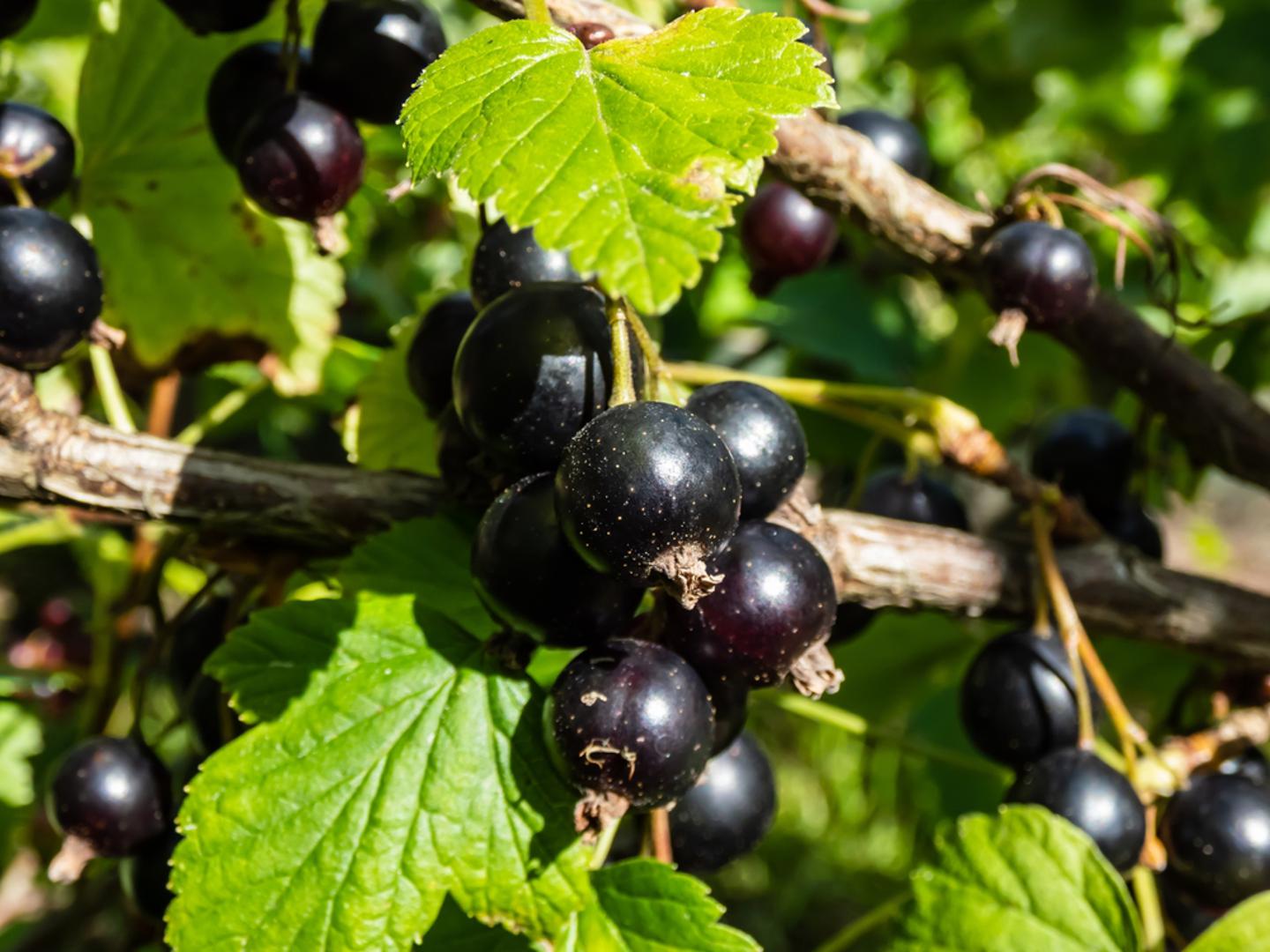 Crni ribiz (Ribes nigrum) podnosi više sjene od crvenog, no na suncu u humusnom i stalno blago vlažnom tlu daje stabilnije i punije grozdove. Sadnja u jesen uz dobar sloj malča te održavanje prozračne krošnje smanjuju rizik od bolesti i potiču redovit urod. Bobice su izrazito aromatične i bogate vitaminom C, s dubokom, gotovo vinskom notom. Idealne su za sirupe, džemove i umake koji odlično prijaju uz divljač ili zrele sireve.