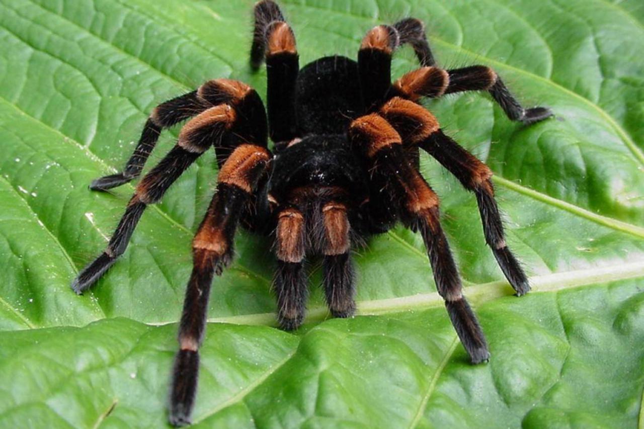 'tarantula_nnn_unu_141209'