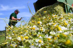 Kamilica u fokusu projekta kojim promoviraju strukovna zanimanja