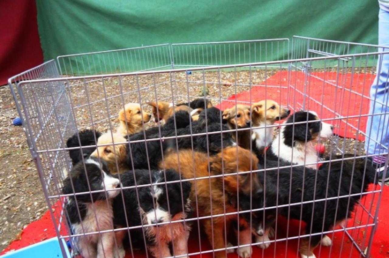štenci u Dubravici (1)