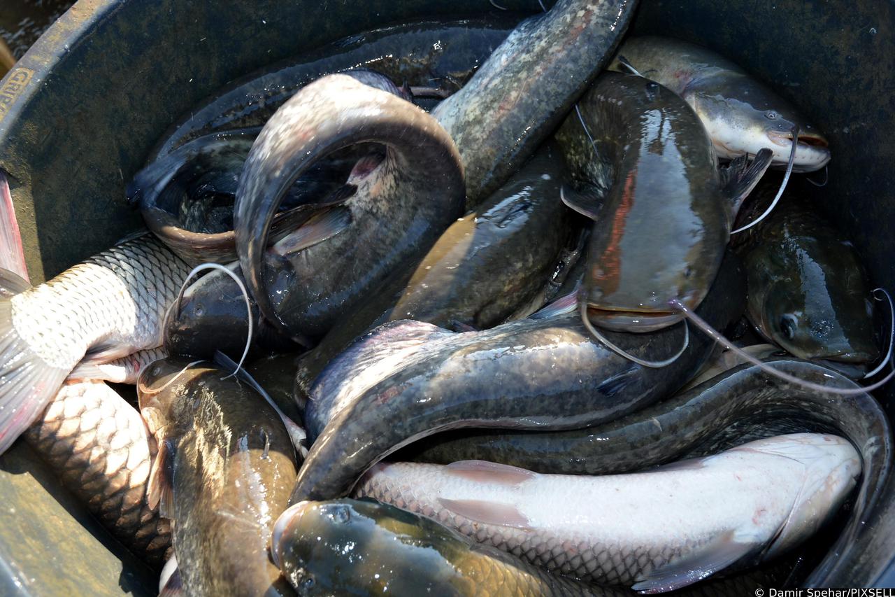 Bjelovar: Izlov i sortiranje ribe namijenjene za prodaju uo?i Uskrsa