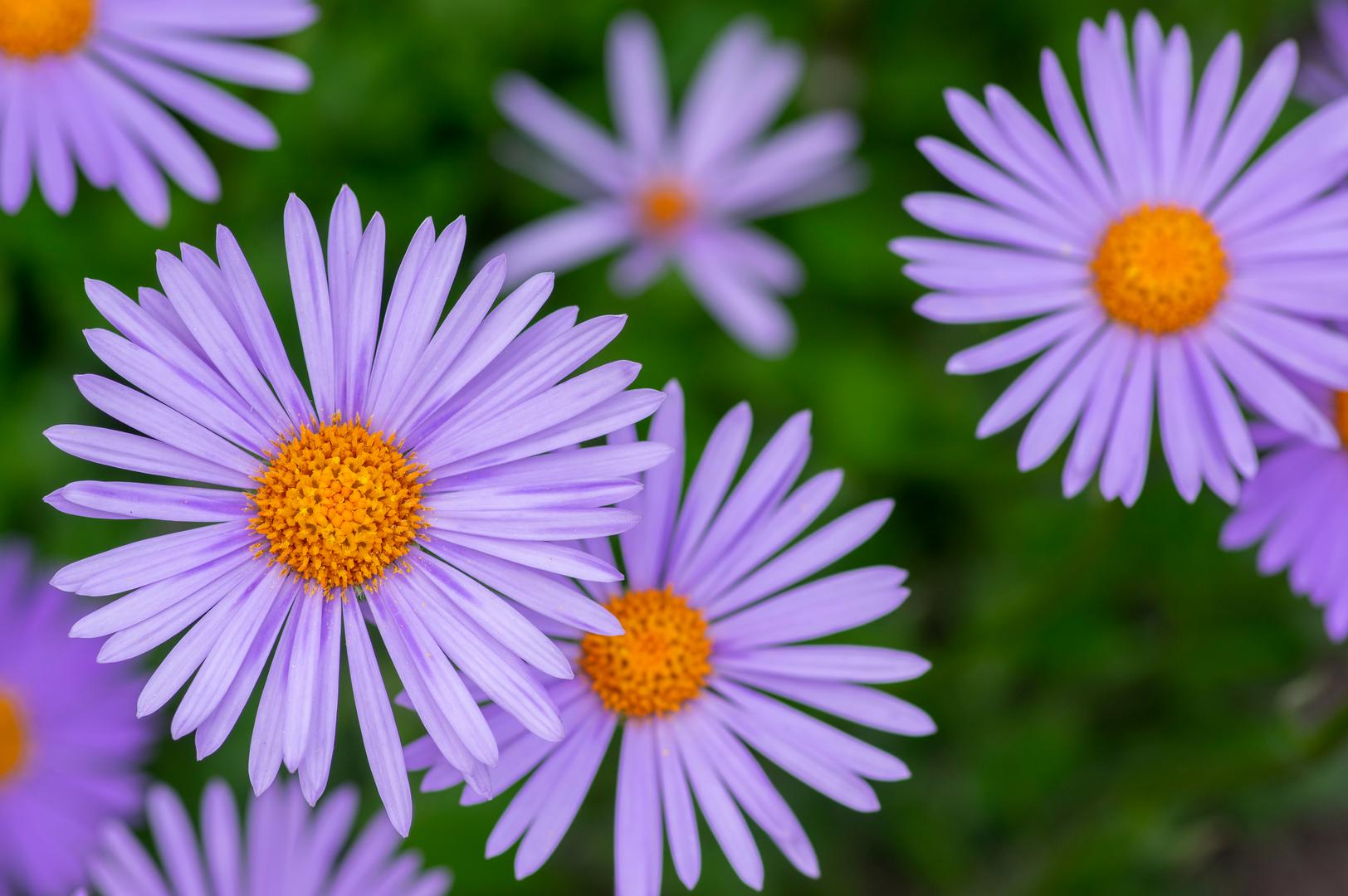 2. Zvjezdani: Ovi prekrasni cvjetovi nalik tratinčicama dolaze u mnogim bojama, a mogu uspijevati i na hladnijim temperaturama. Mogu trajati tijekom hladnijih mjeseci ako se posade u dobro drenirano tlo. Njihove žive ljubičaste i ružičaste boje izvrsne su za dodavanje daška živosti vašem vrtu u jesen, a također će pomoći u privlačenju oprašivača i pružiti izvor hrane za ptice i kukce kada je hrana malo oskudna.
