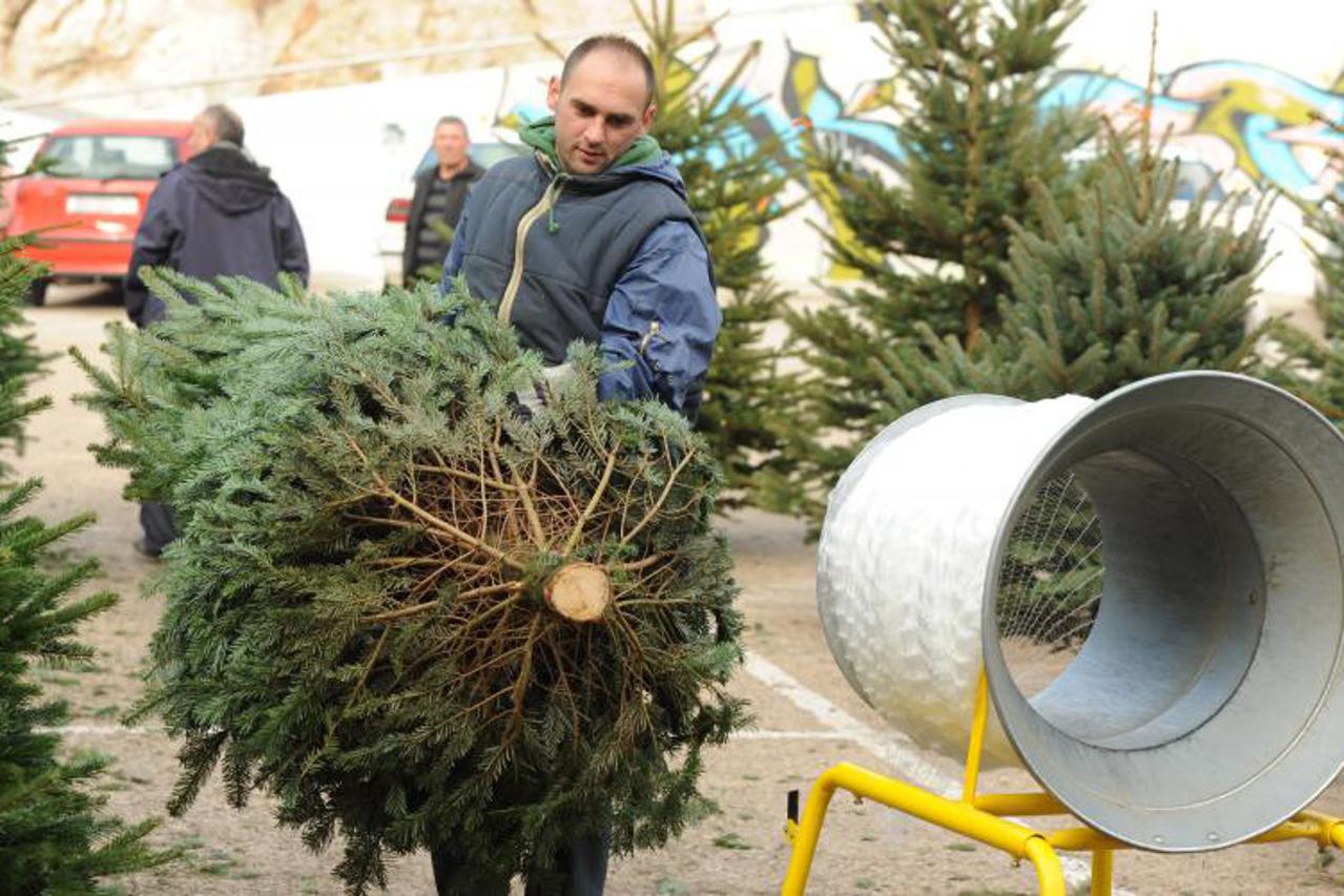 bor,jelka,božićno drvce