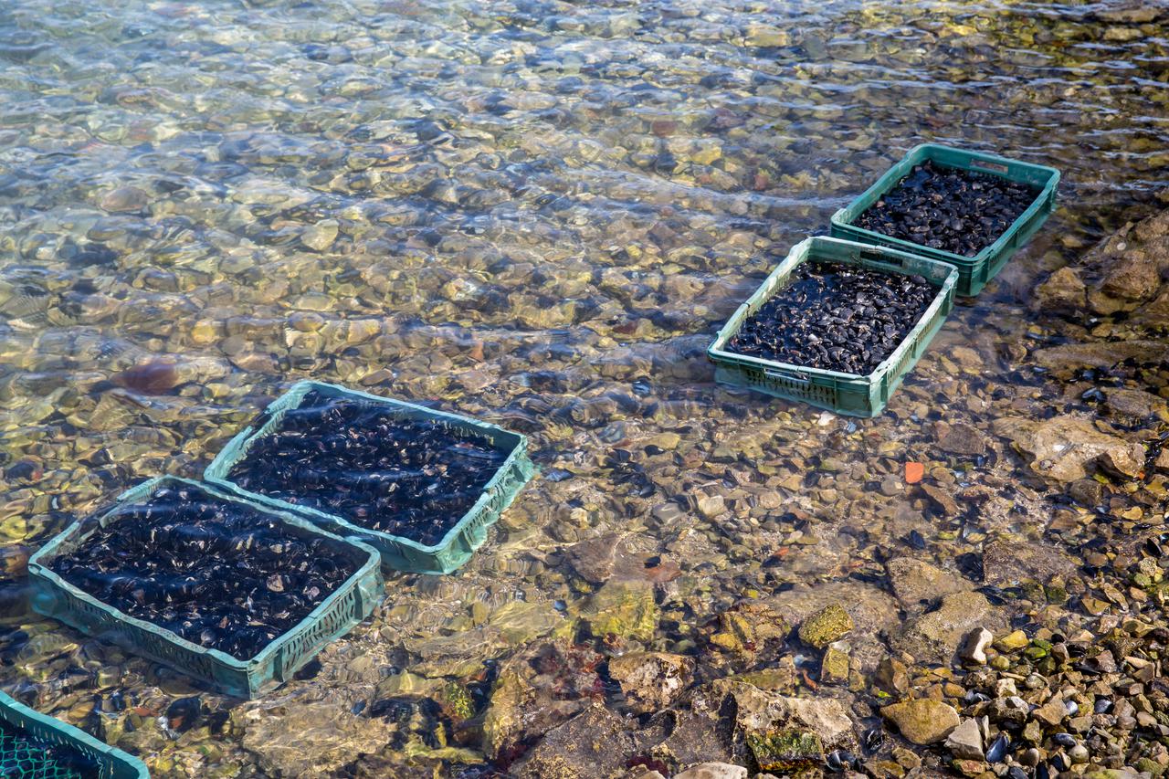 Uzgoj školjaka u Malostonskom zaljevu