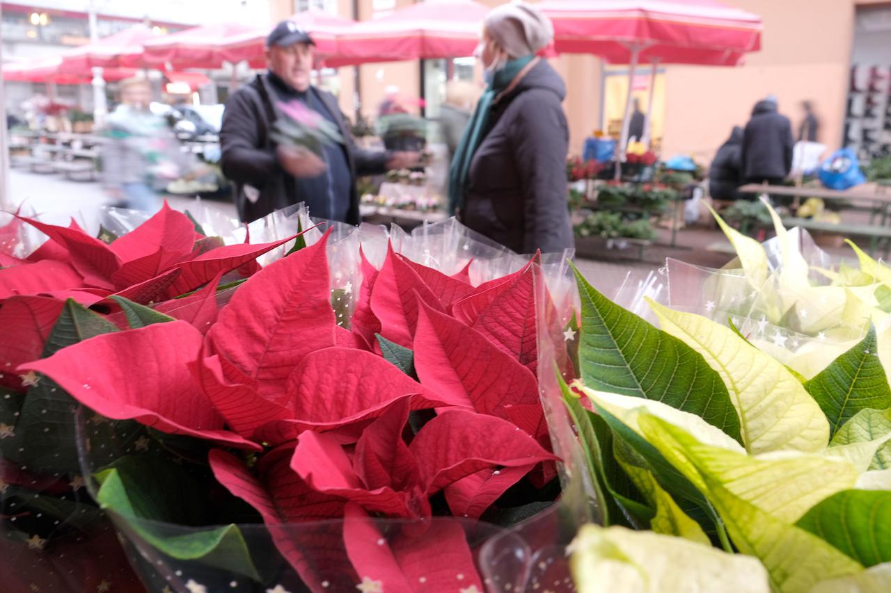 Zagreb: Na Splavnici započela prodaja popularnih bozićnih zvijezda