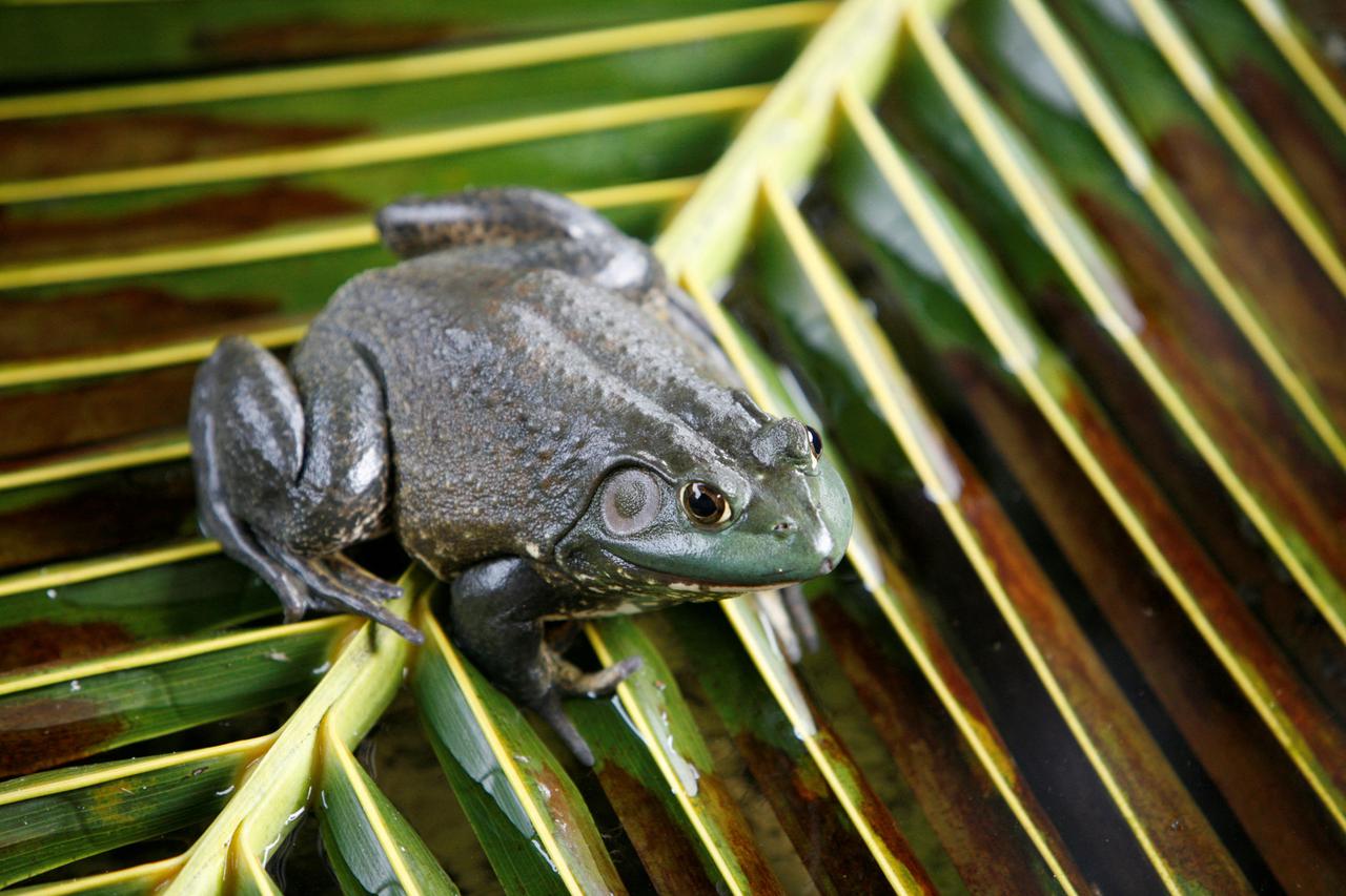 An American Bullfrog is seen in a mating pond at the Jurong Frog Farm in Singapore