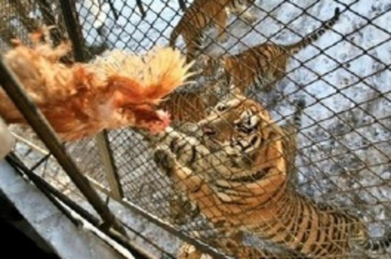 Sibiriski tigar