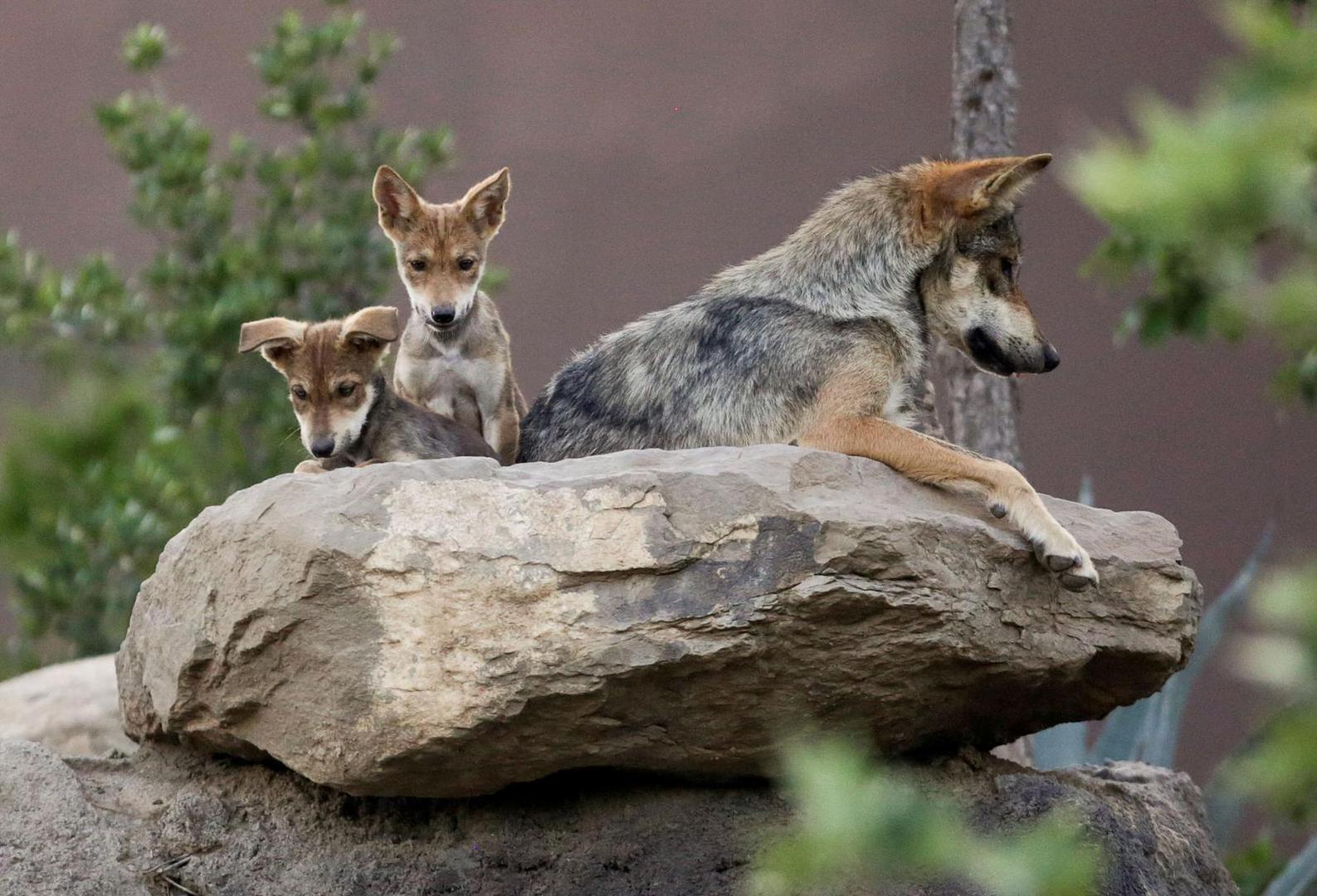 FILE PHOTO: Mexican gray wolf cubs, an endangered native species, are seen in their enclosure at the Museo del Desierto in Saltillo, Mexico July 2, 2020. REUTERS/Daniel Becerril/File Photo Photo: DANIEL BECERRIL/REUTERS