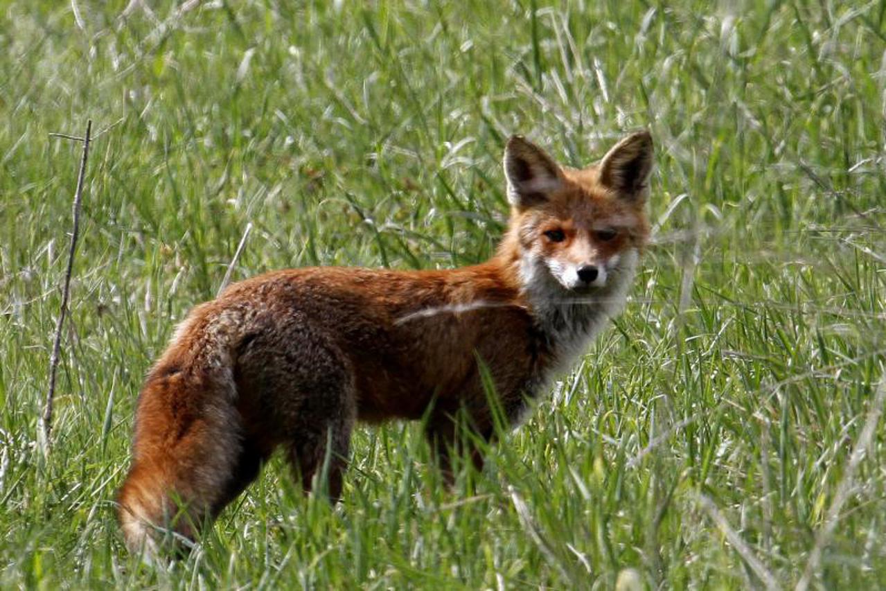 lisica