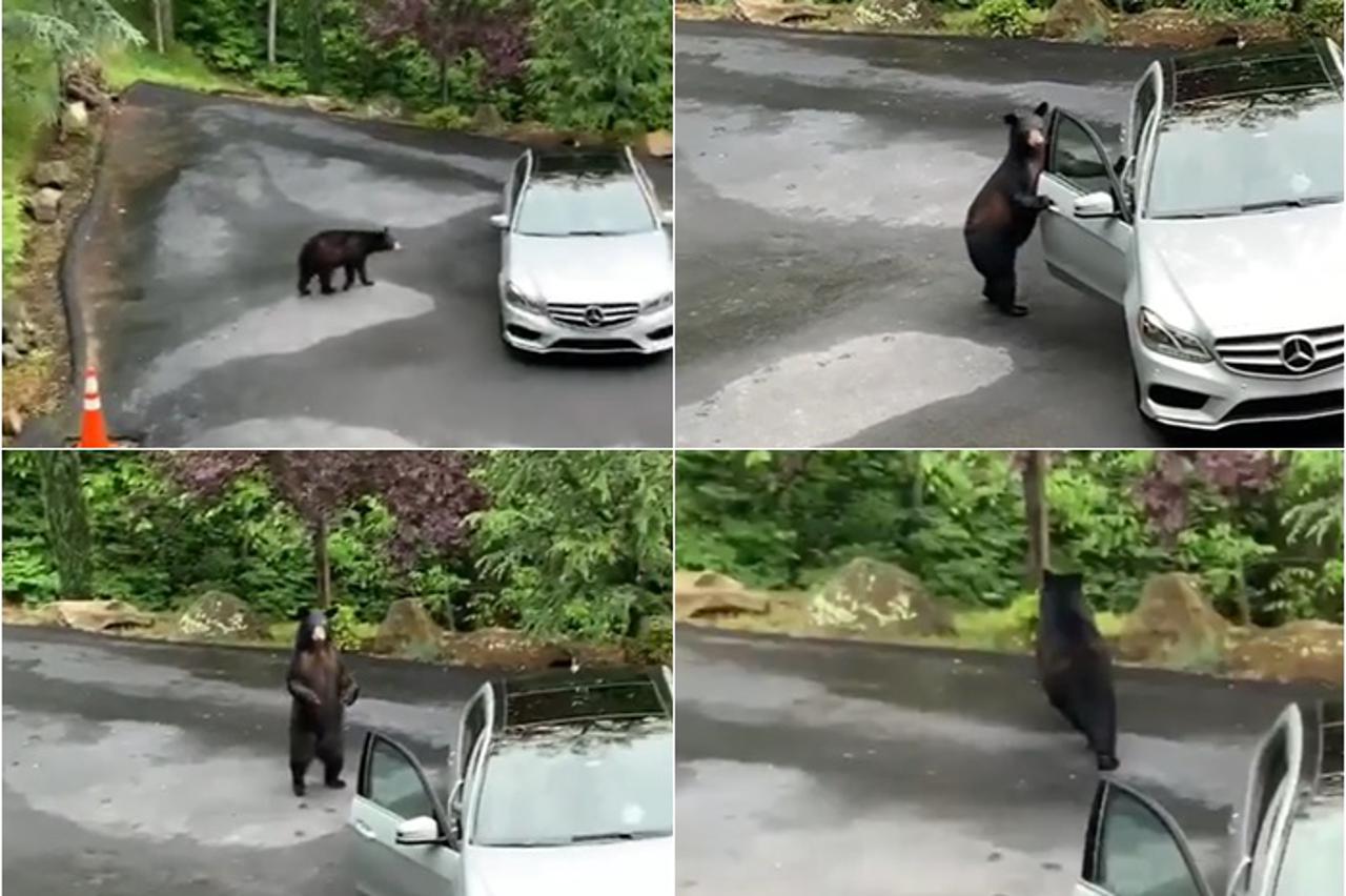 Medvjed u akciji