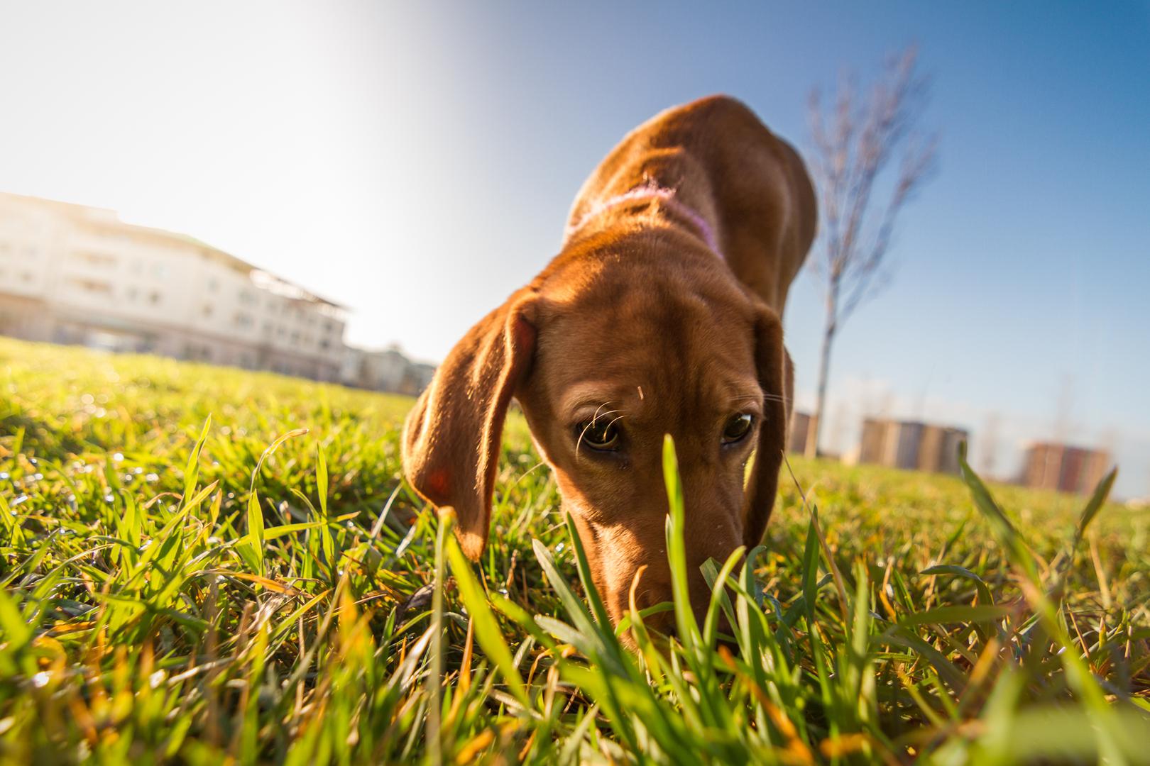 3. Igre mirisa: ‘Psi imaju nevjerojatan osjet mirisa. Sakrijte poslastice po kući ili dvorištu i pustite svog psa da ih pronađe. Također ih možete uključiti u strukturiranije aktivnosti rada s mirisima’, kaže Rhoades. Njuškanje troši puno energije, pa osim što pruža puno mentalne stimulacije, vašem psu daje i dobar fizički trening. 