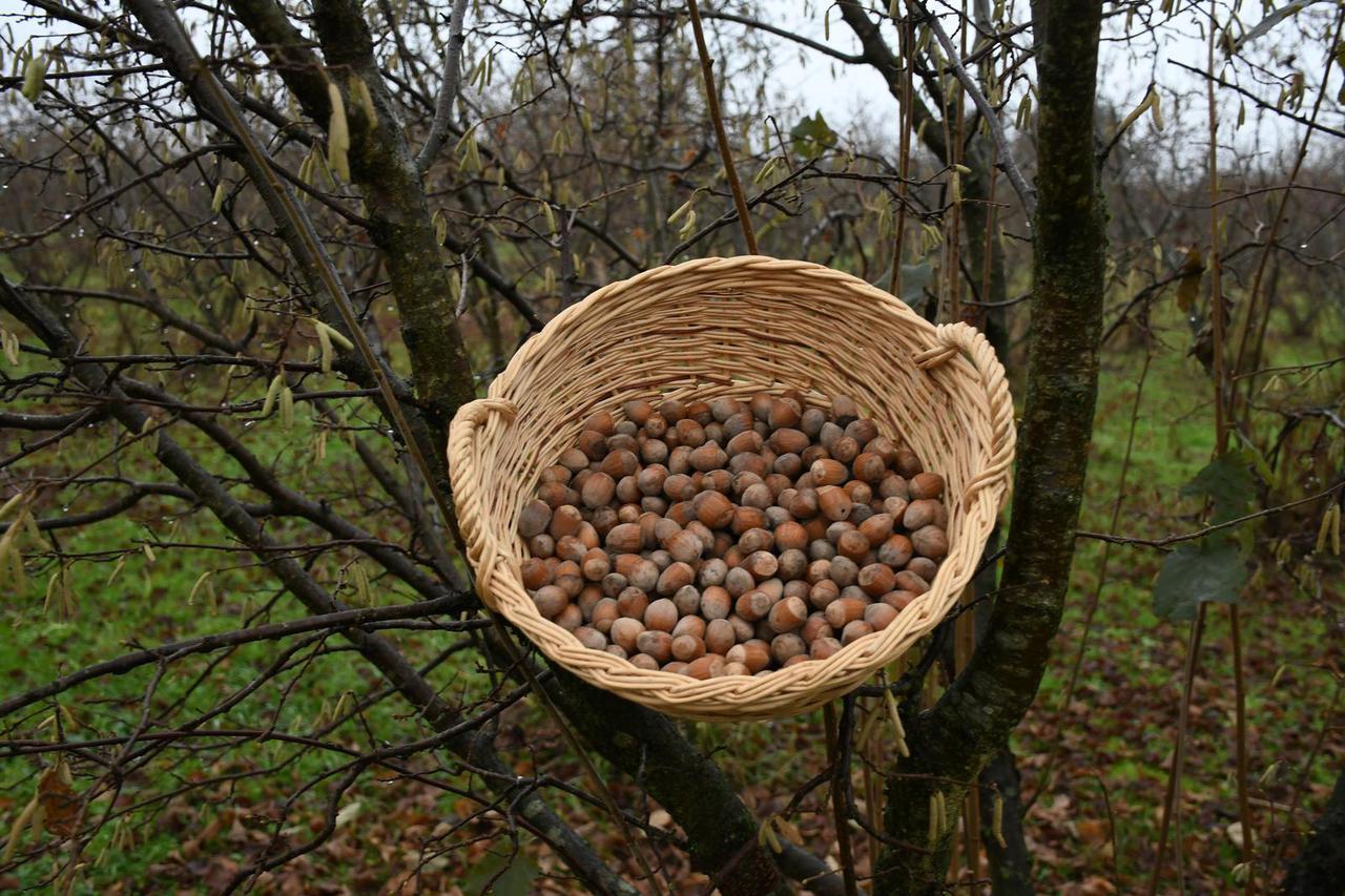 Veliki Grđevac: Ljerka Vodopija vlasnica OPG-a bavi se proizvodnjom lješnjaka